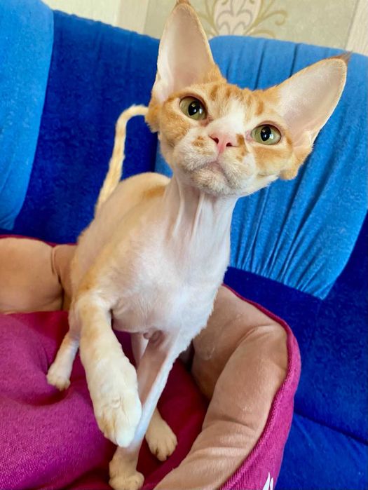 Девон рекс дівчинки