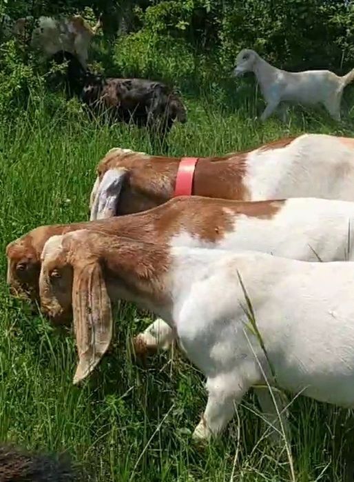 Каморі козенята віком 5-6 місяці