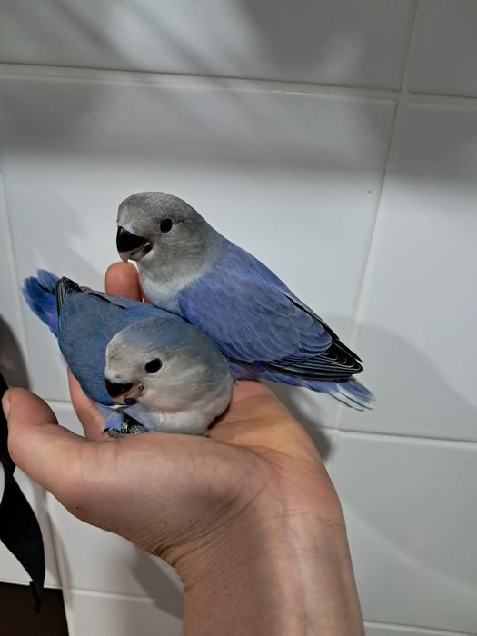 Agapornis roseicollis criados á mão