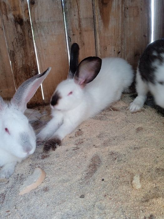 Продам кролей на развод/на м'ясо.