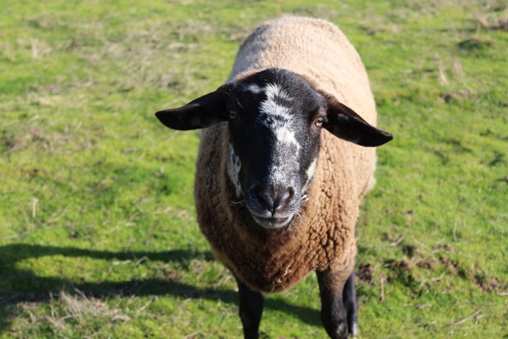 Ovelha sulfok com 1 ano