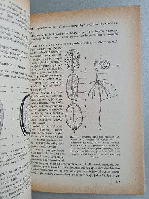 Systematyka roślin leczniczych - Książka
