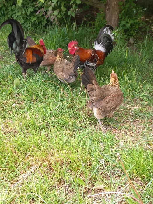 Karzełek polski kurki kury liliputki jaja jajka lęgowe