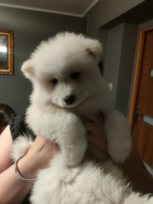 Samojed, biała kropka