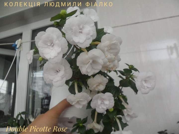 Різоми ахіменесів!