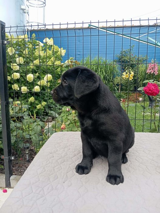 Labrador Retriever czarna sunia