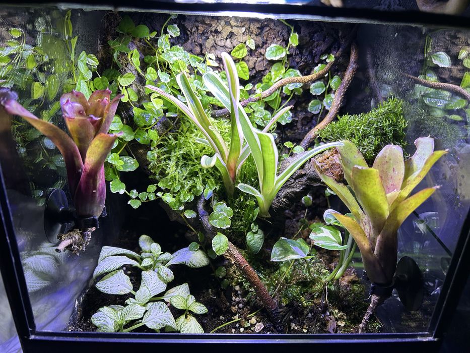 Terrarium 25x25x30h