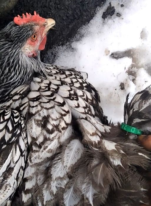 Инкубационное яйцо от кур породы Кохинхин Серебро