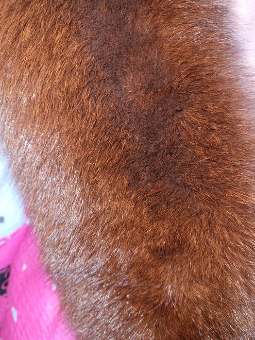 Futro z lisa, szal, lis naturalne futro.