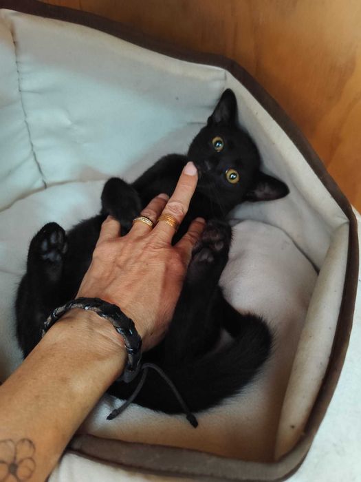 Gata bebé para adoção consciente