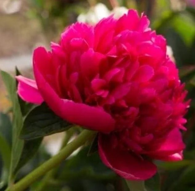 Піони трав'янисті