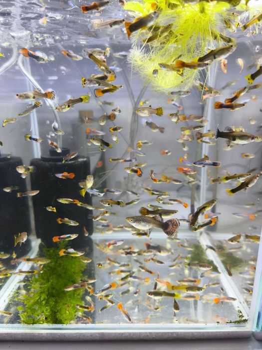 Guppys selecionados