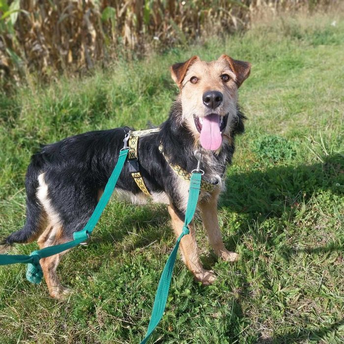 Mocno zabiegająca o uwagę człowieka, dogadująca się ze stabilnymi psami młoda terierka do adopcji