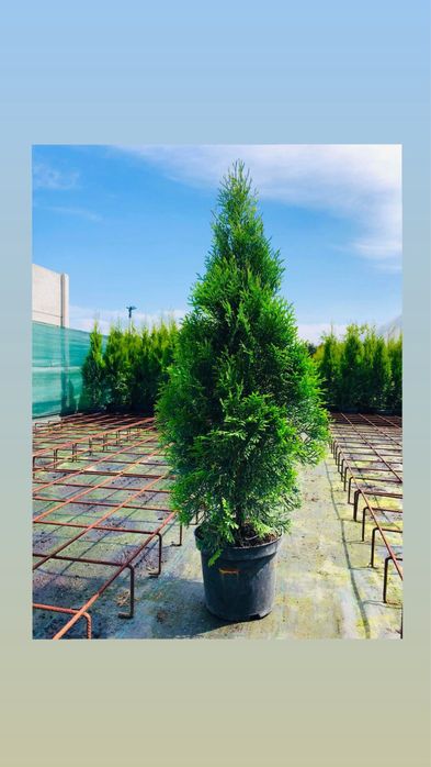 Tuja Szmaragd 90-110cm PROMOCJA! Nawóz GRATIS | Transport/Ziemia/Kora