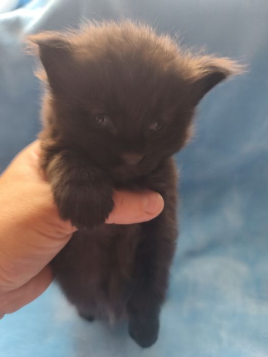Sprzedam Maine coon