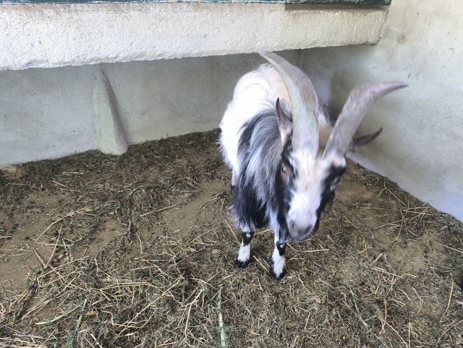 3 Cabras anãs de pêlo longo para venda COIMBRA