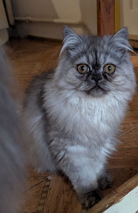 Kocurek perski perskie pers persy kocięta koty