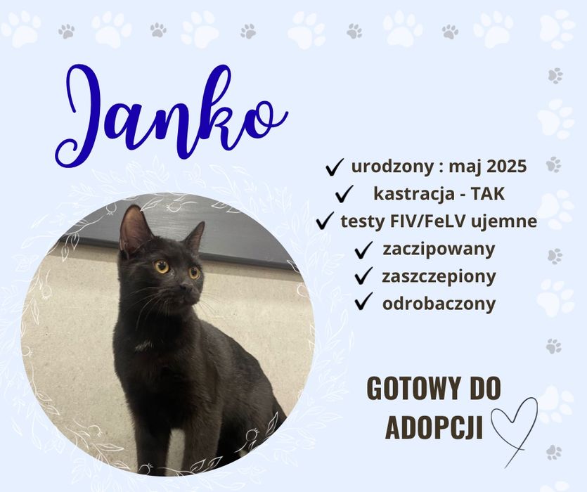 Janko szuka domku !!! Przychodnia Ryś