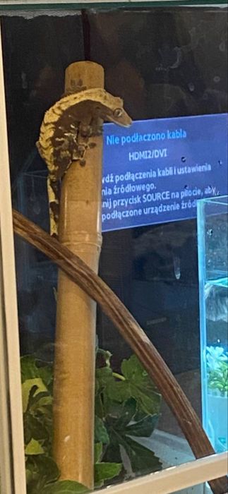 Gekon orzesiony samiczka