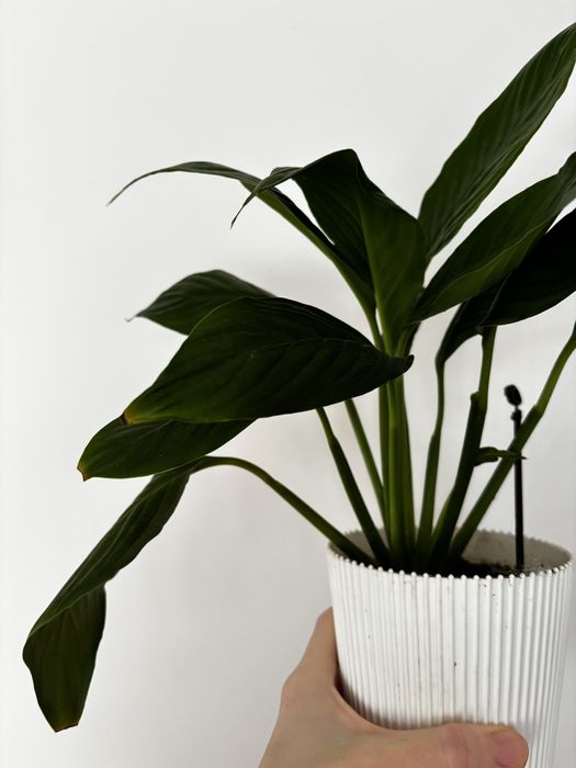 Спатифілум спатифилум жіноче щастя