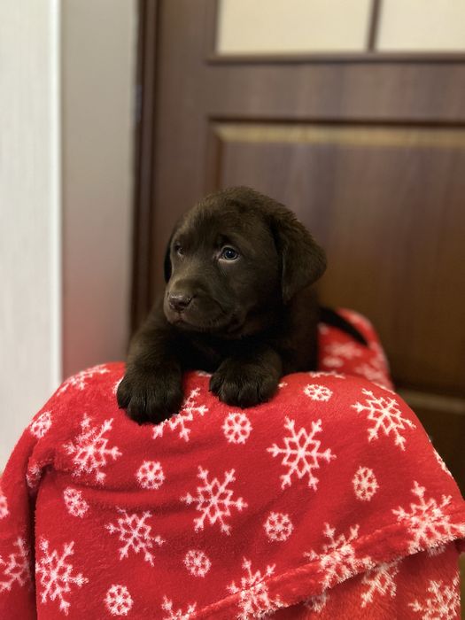 Шоколадні лабродітки