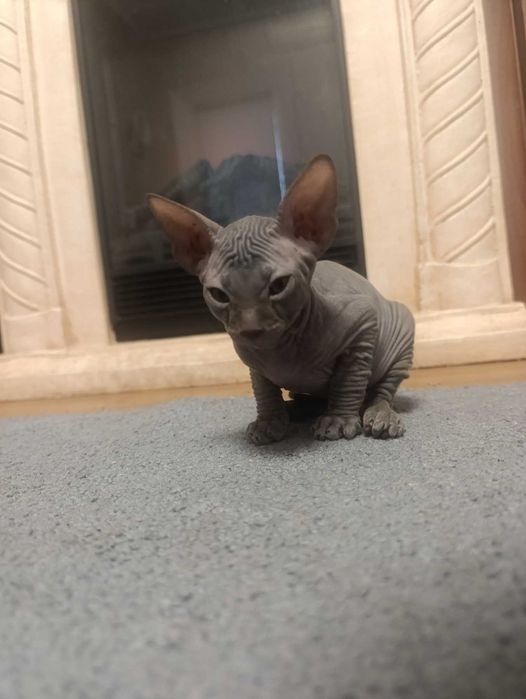 Продам кошенят породи СФІНКС