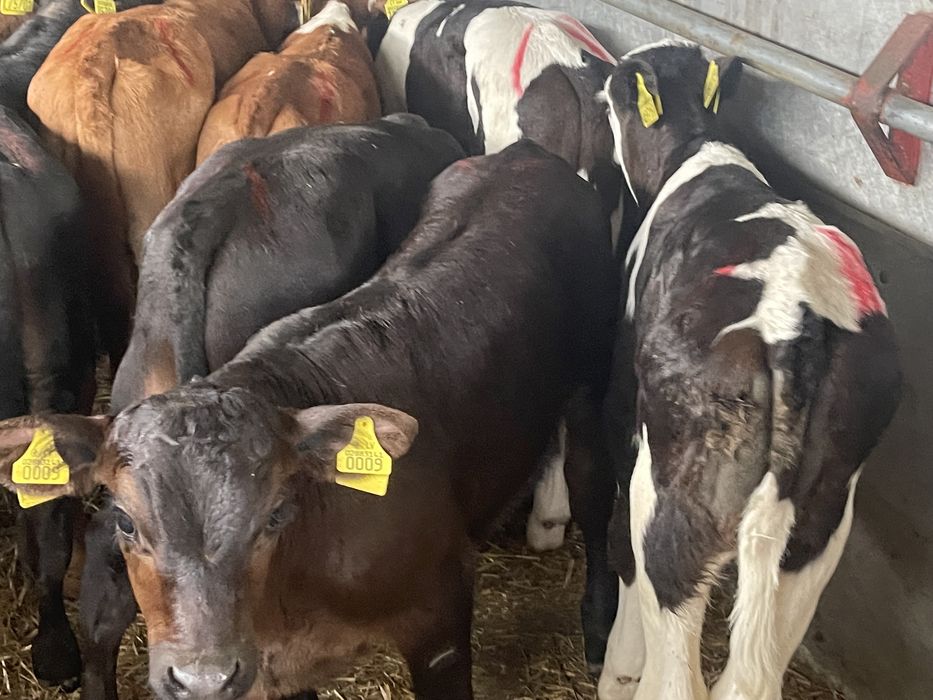 Cielaki byczki jałóweczki odsadki