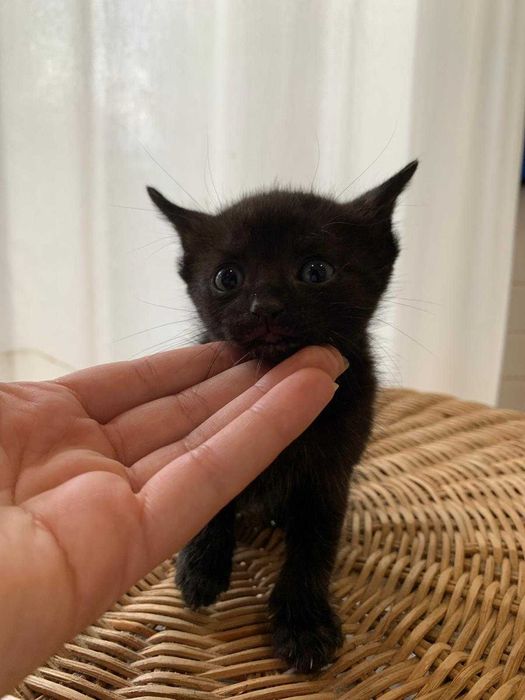 gatinhos pretos meigos