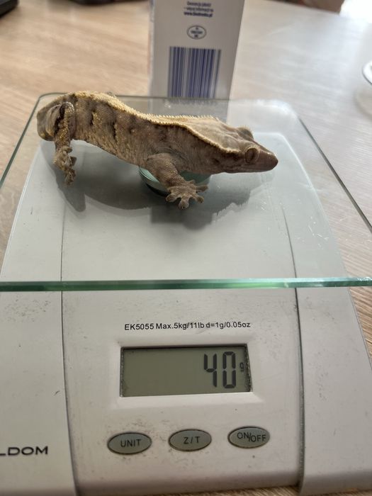 Gekony orzesione z wyposażeniem