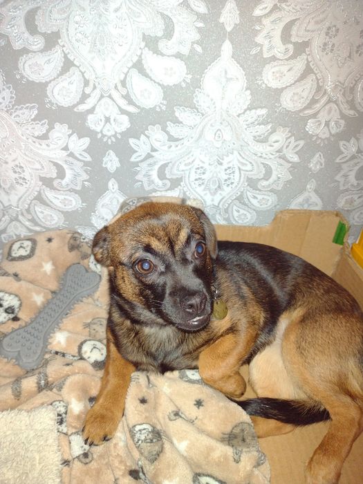 Piesek kundelek suczka