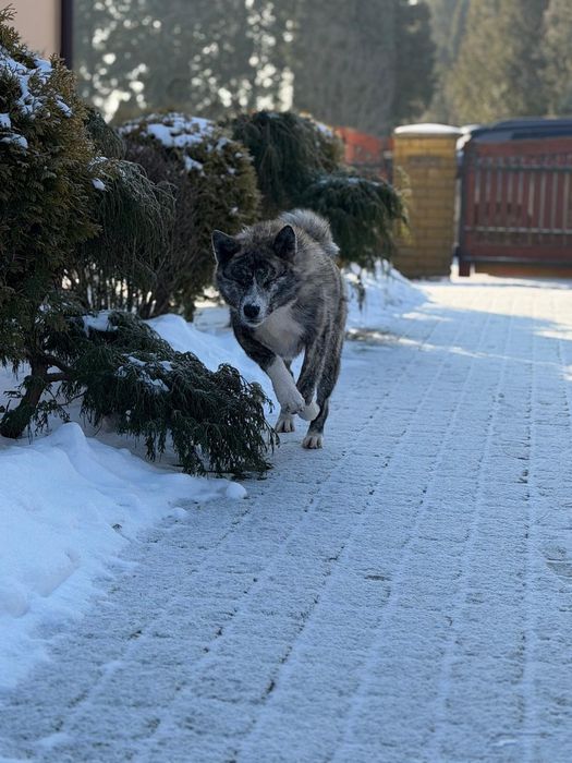 Szczeniaki Akita Inu