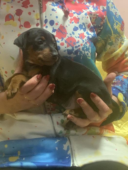 Міні доберманчик