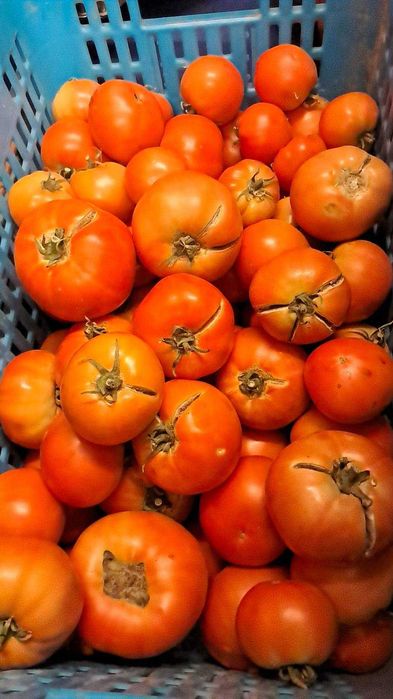 Venda de Tomate Fresca