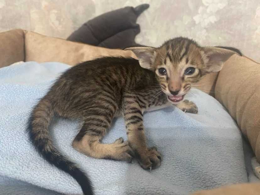 Орієнтал хлопчик Опіум