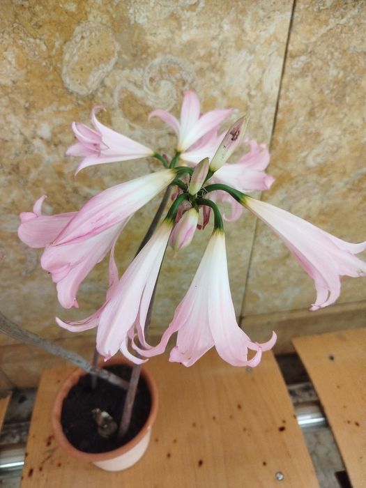 Bolbos de Flor planta natural