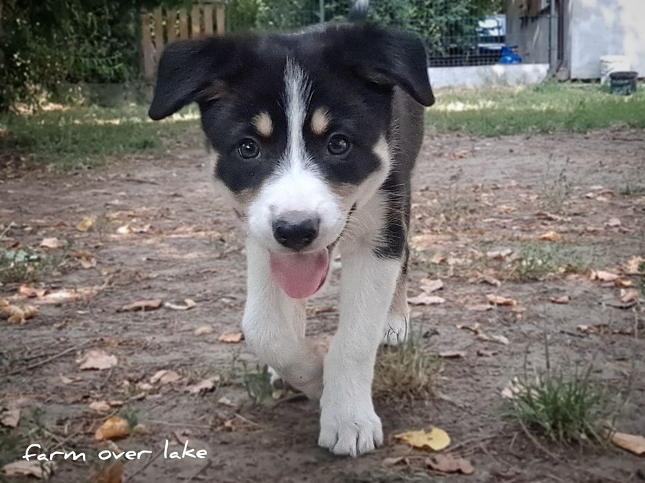 Suczka Border collie krótkowłosa ZKwP FCI