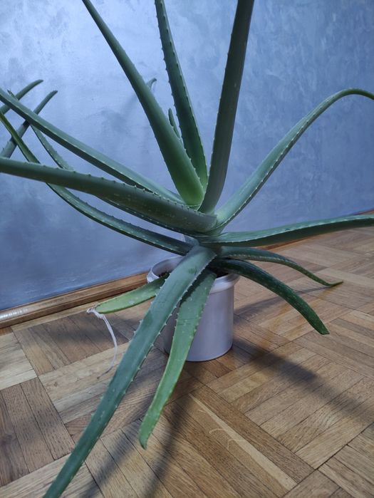 Алое ,Алое Вера цілюща рослина