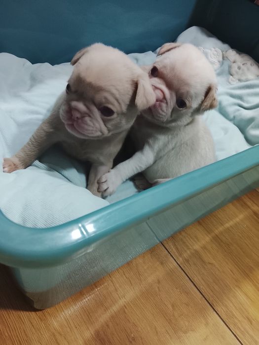 “MENINO “ PUG   PINK “