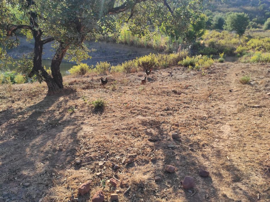 Galinhas poderias jovens para vender