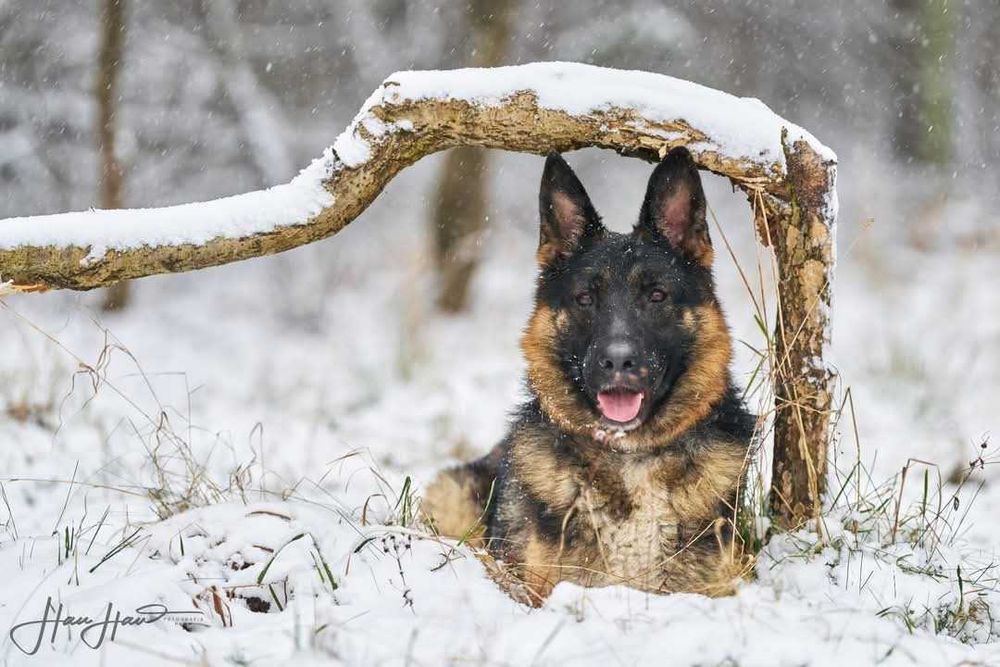 Pies dla Ciebie Niuton