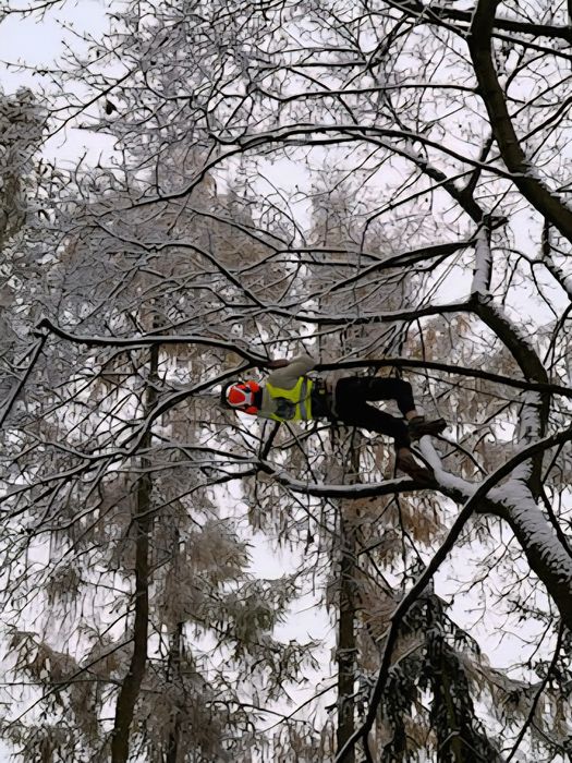Wycinka drzew/pielęgnacja