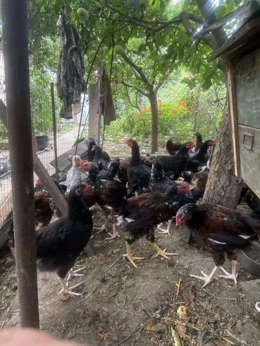 Продам молодих курей лівенська ситцева