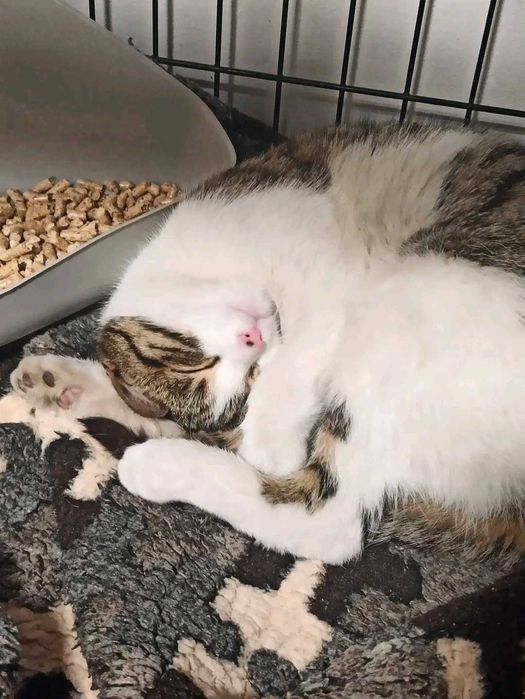 Prześliczny kocurek szuka domku