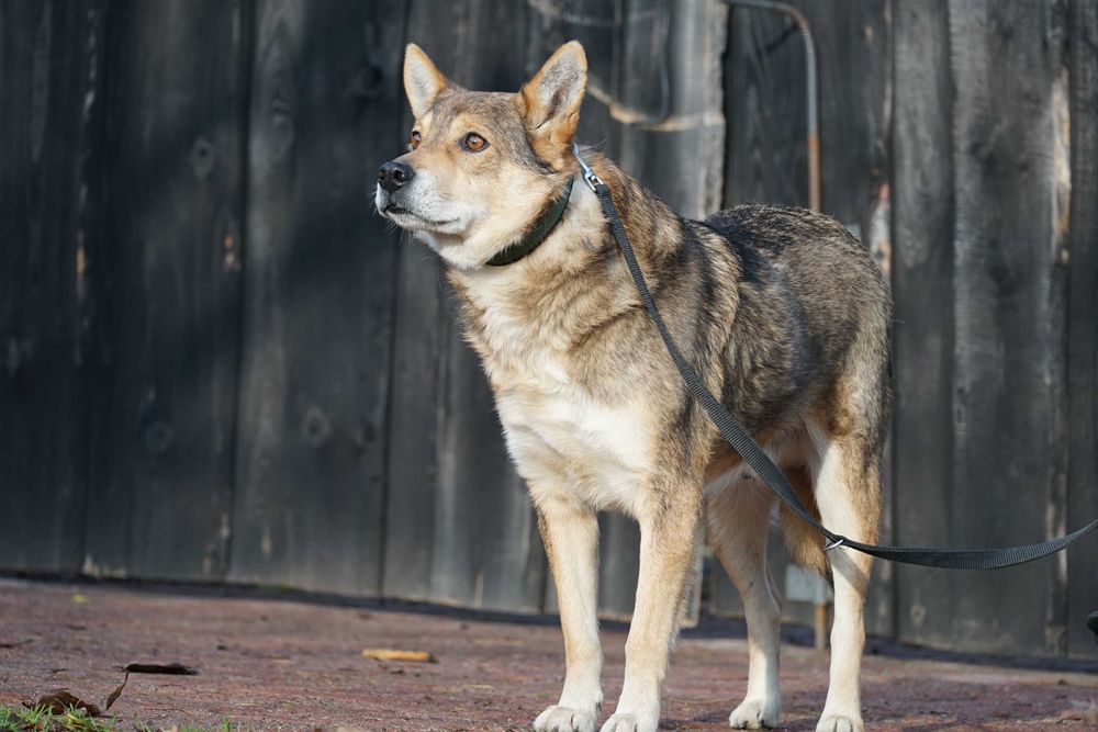Visto - starszy piesek szuka domu