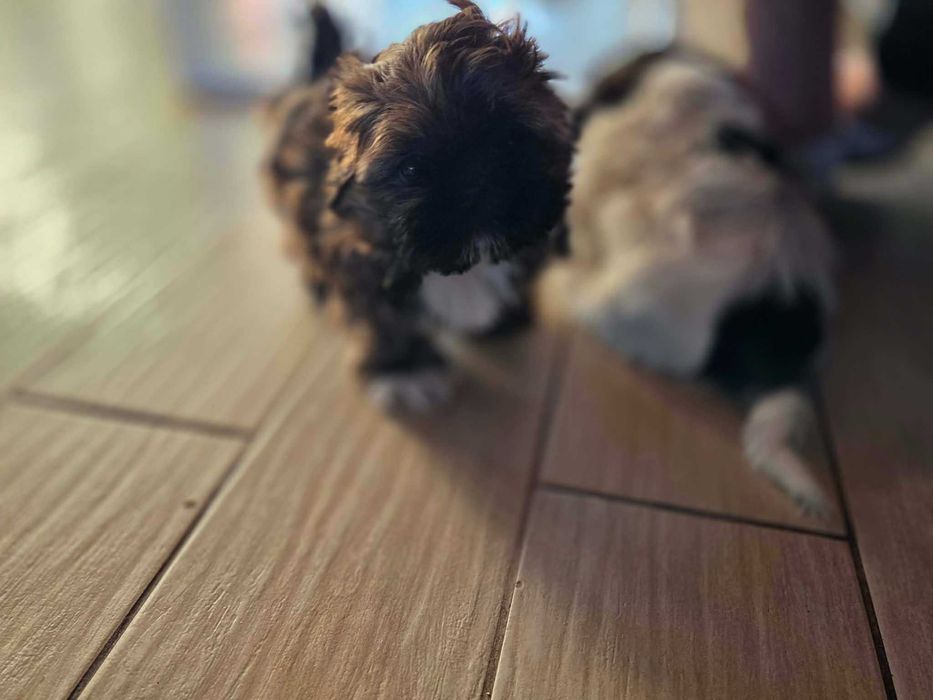 sprzedam szczeniaki shih tzu