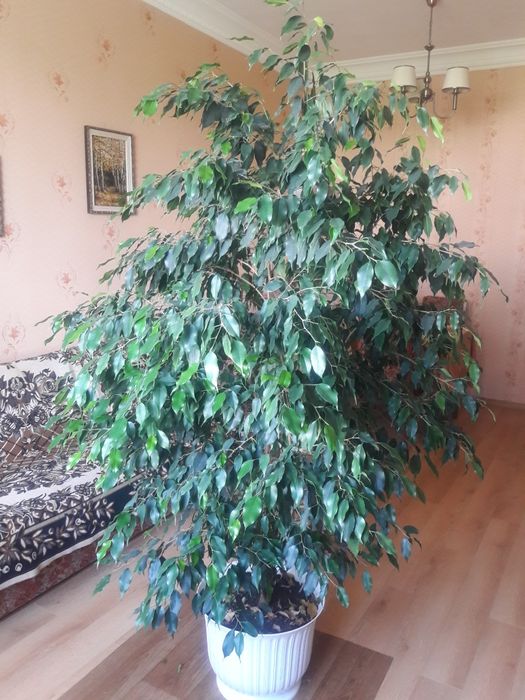 Продам Фикус Бенджаміна, 15 років, 2 метри заввишки, 1,3 метри діаметр