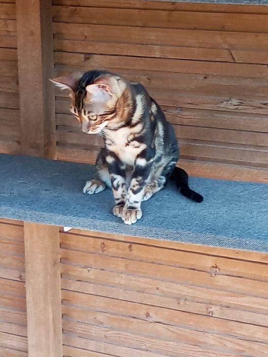 Kotek bengalski samica gotowa do odbioru PZF