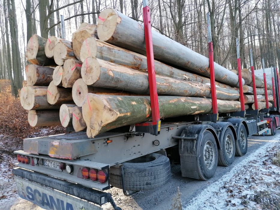 drzewo buk tartaczny drewno bukowe