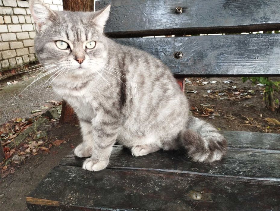 Котик Вася ищет дом