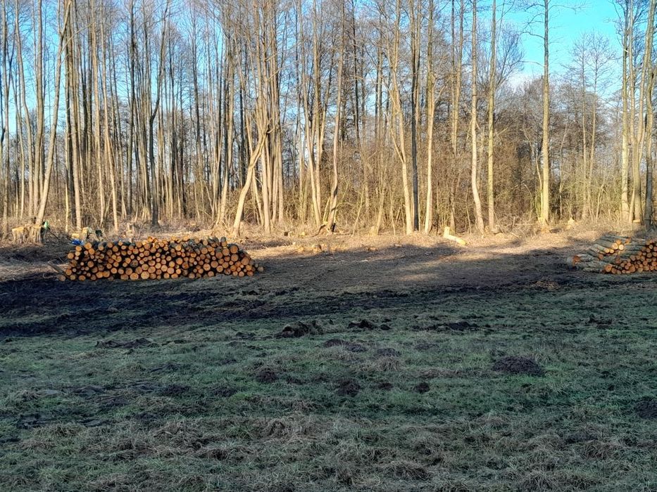 Wycinka drzew za drewno